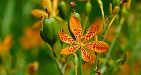 Loại cây được ví như “ngân hàng xanh” cần thận trọng khi dùng
